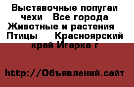 Выставочные попугаи чехи - Все города Животные и растения » Птицы   . Красноярский край,Игарка г.